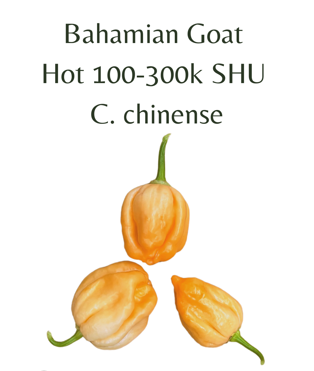 Bahamian_Goat_Chilli_Seeds_10_seeds