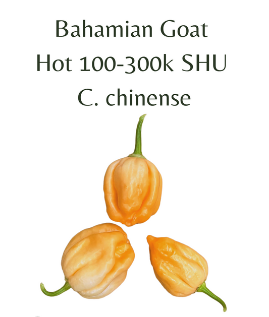 Bahamian_Goat_Chilli_Seeds_10_seeds