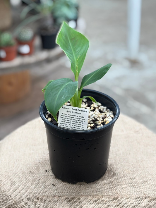 Banana__Dwarf_Cavendish_in_15cm_pot