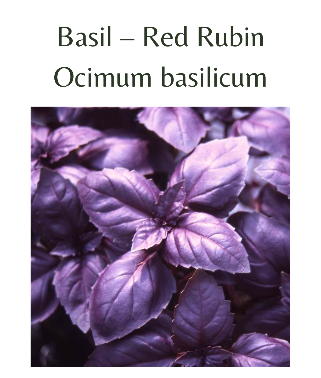 Basil__Red_Rubin_500_seeds