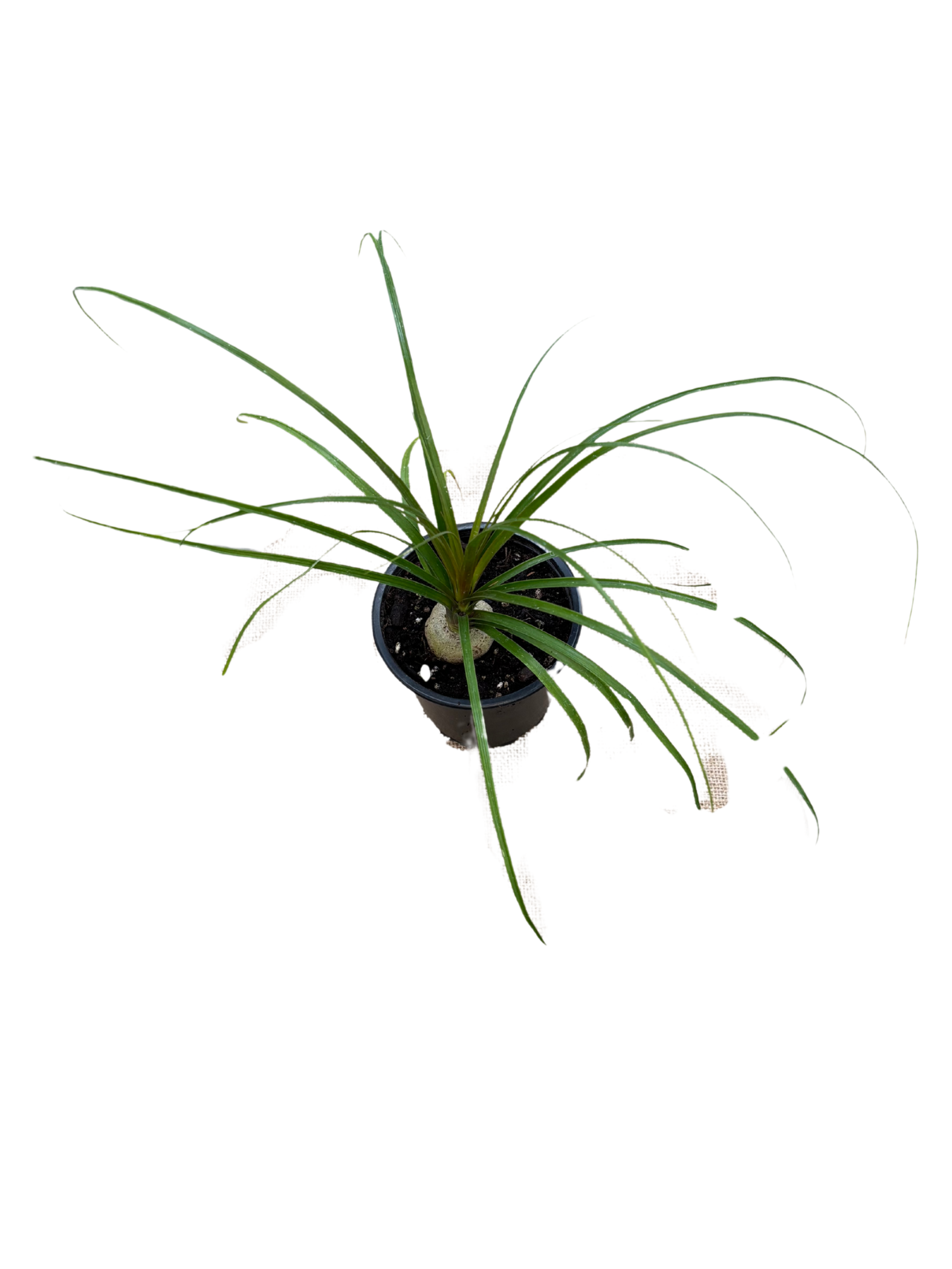 Beaucarnea_recurvata_Ponytail_Palm_plant_in_12_cm_pot