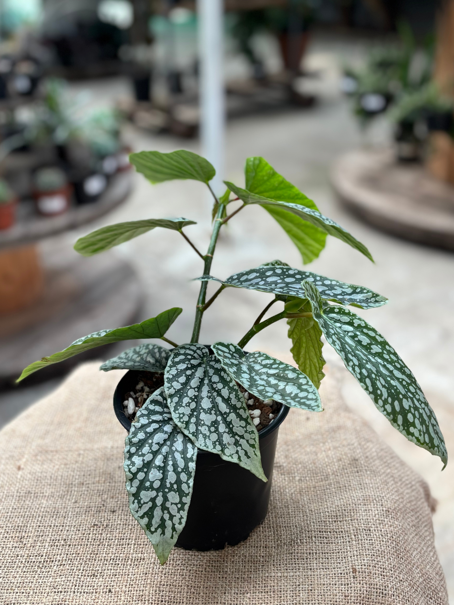 Begonia_Juanita_Jewel_in_13_cm_pot