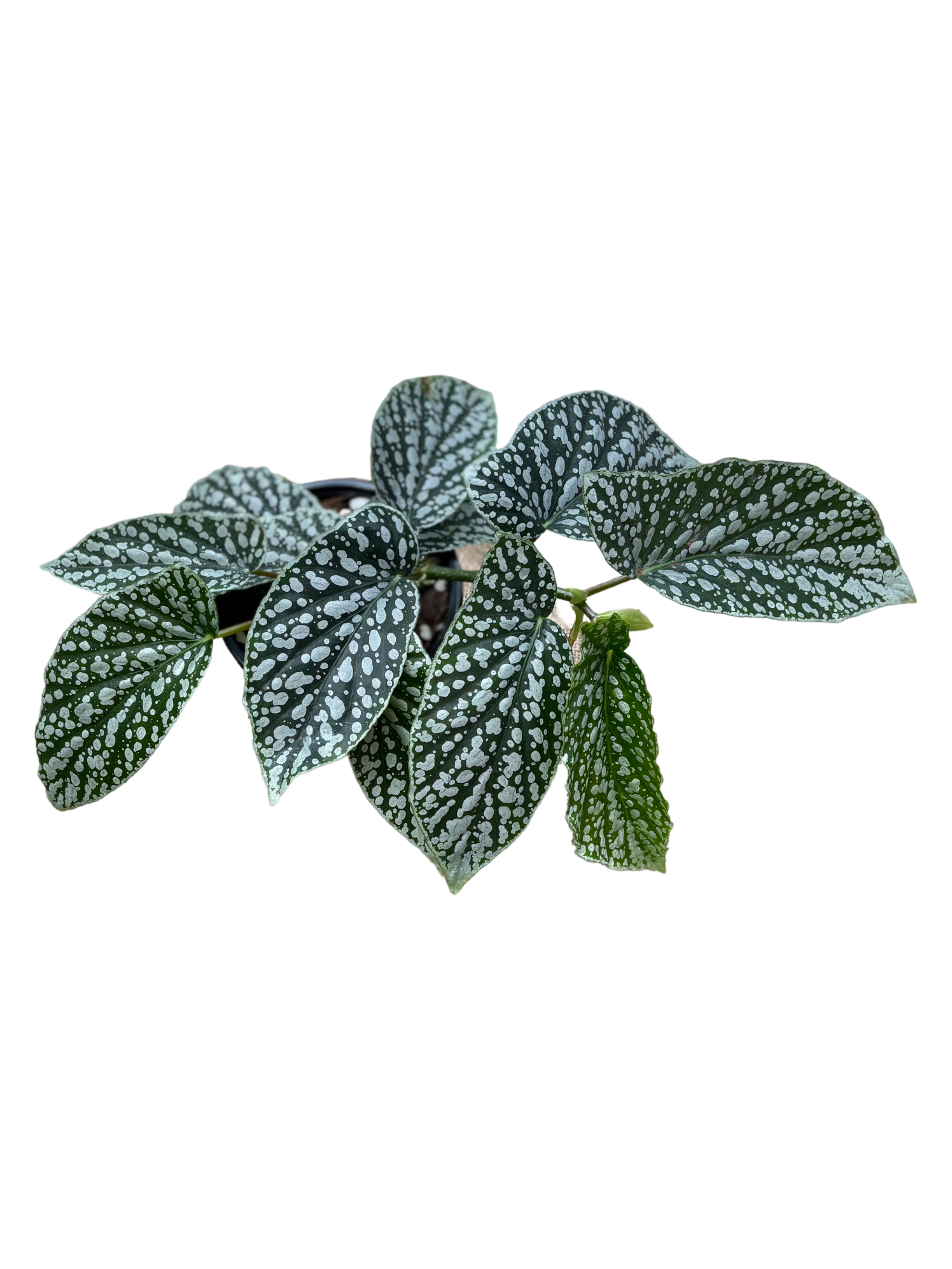 Begonia_Juanita_Jewel_in_13_cm_pot