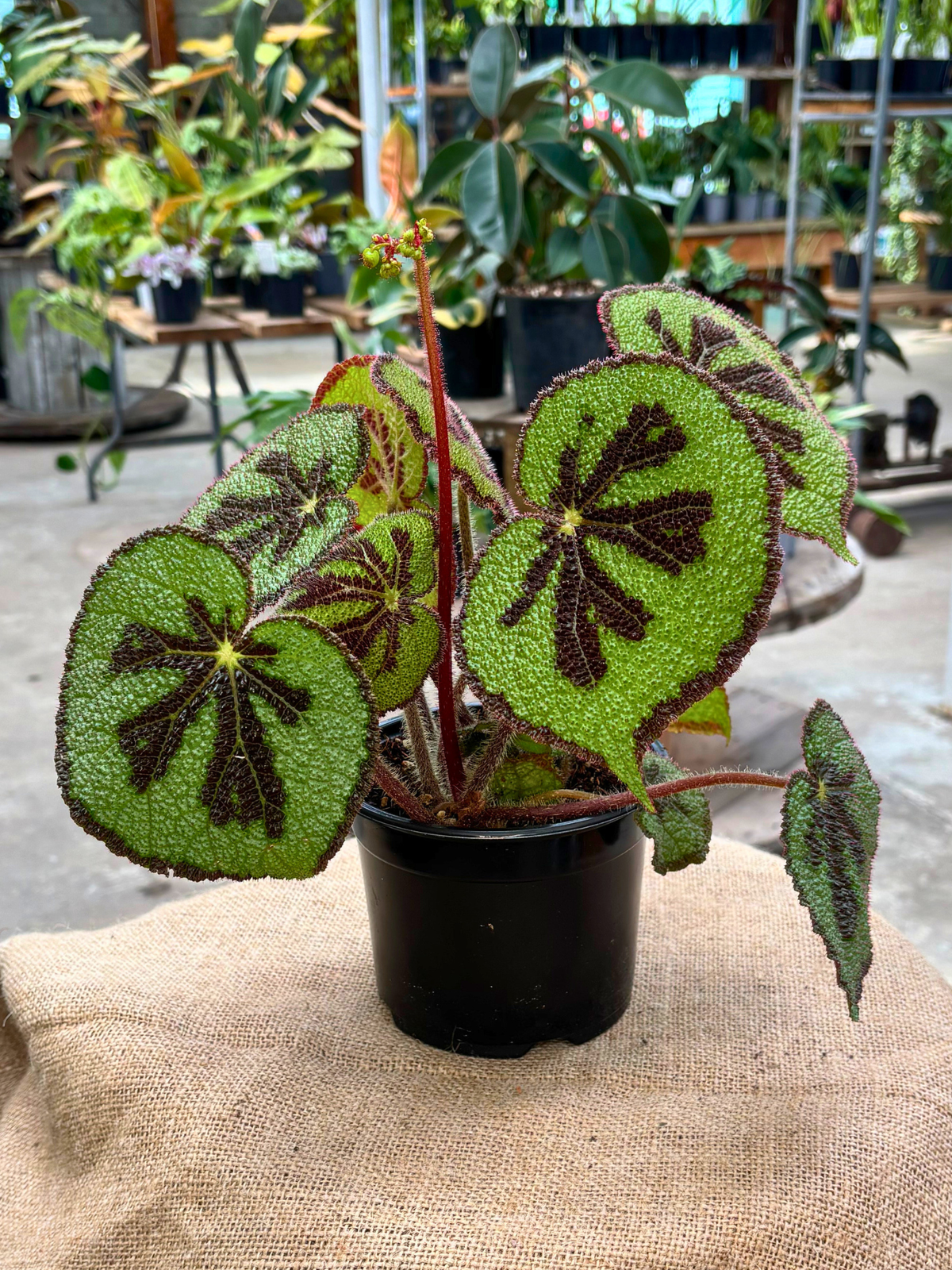 Begonia_Mountain_in_14_cm_pot