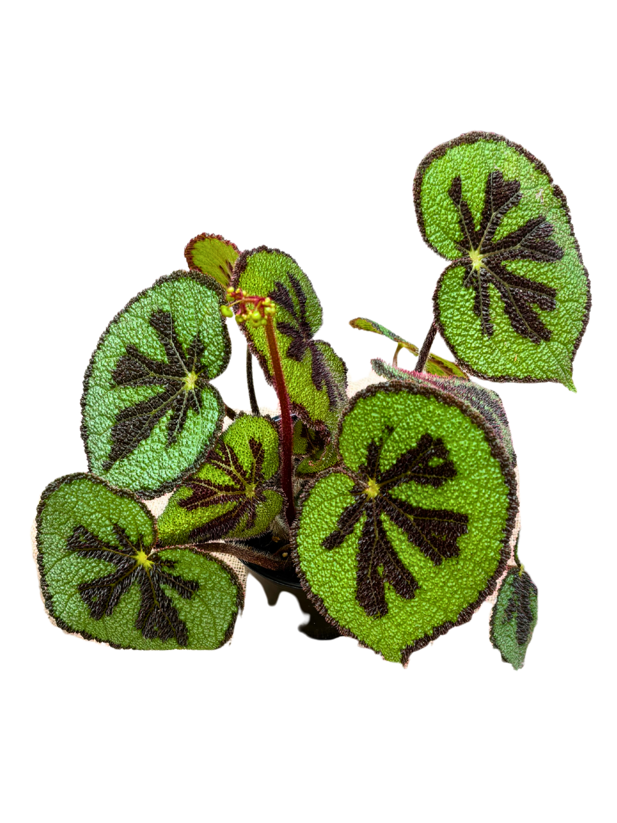Begonia_Mountain_in_14_cm_pot