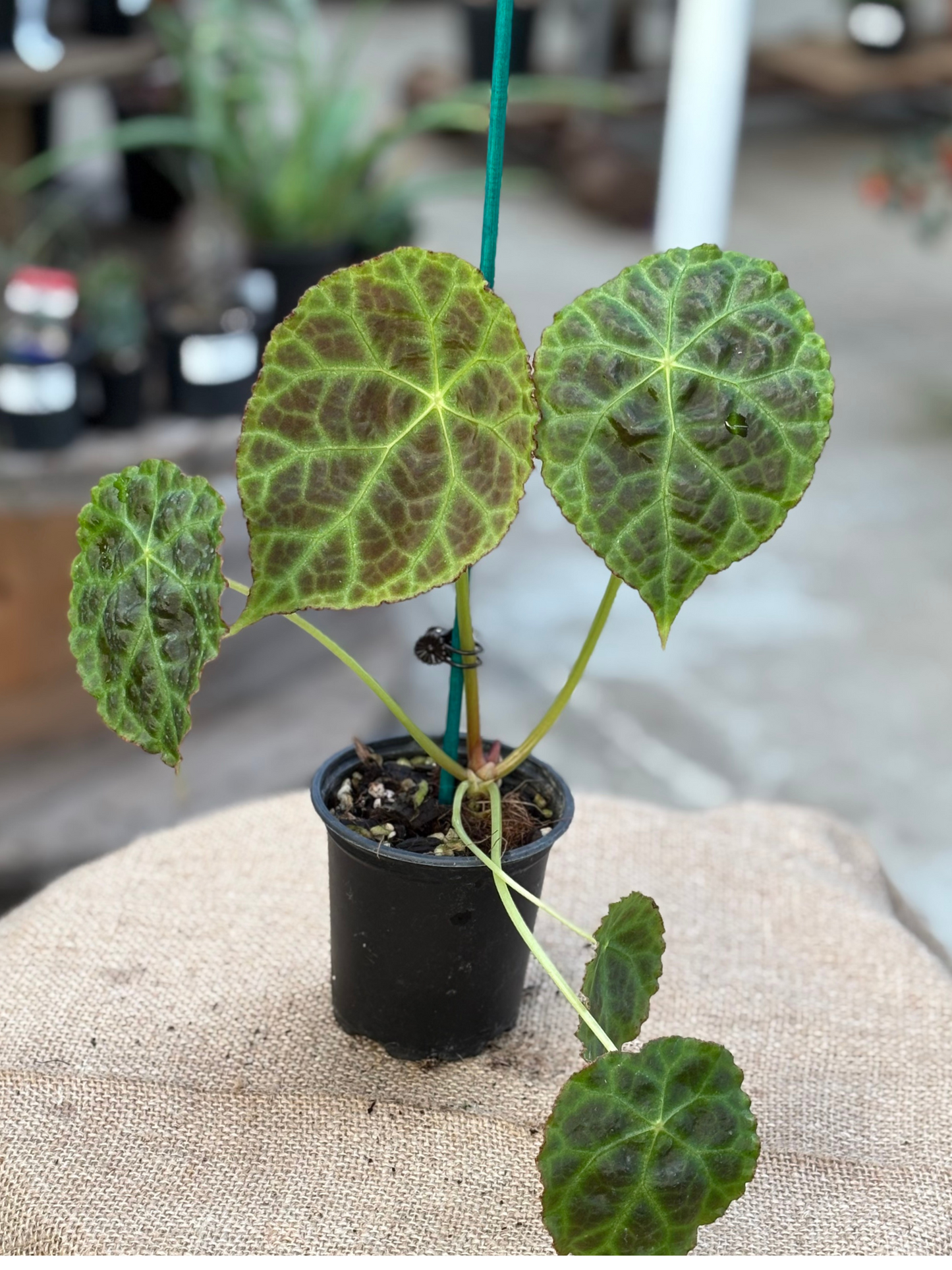 Begonia goegoensis in 10 cm pot