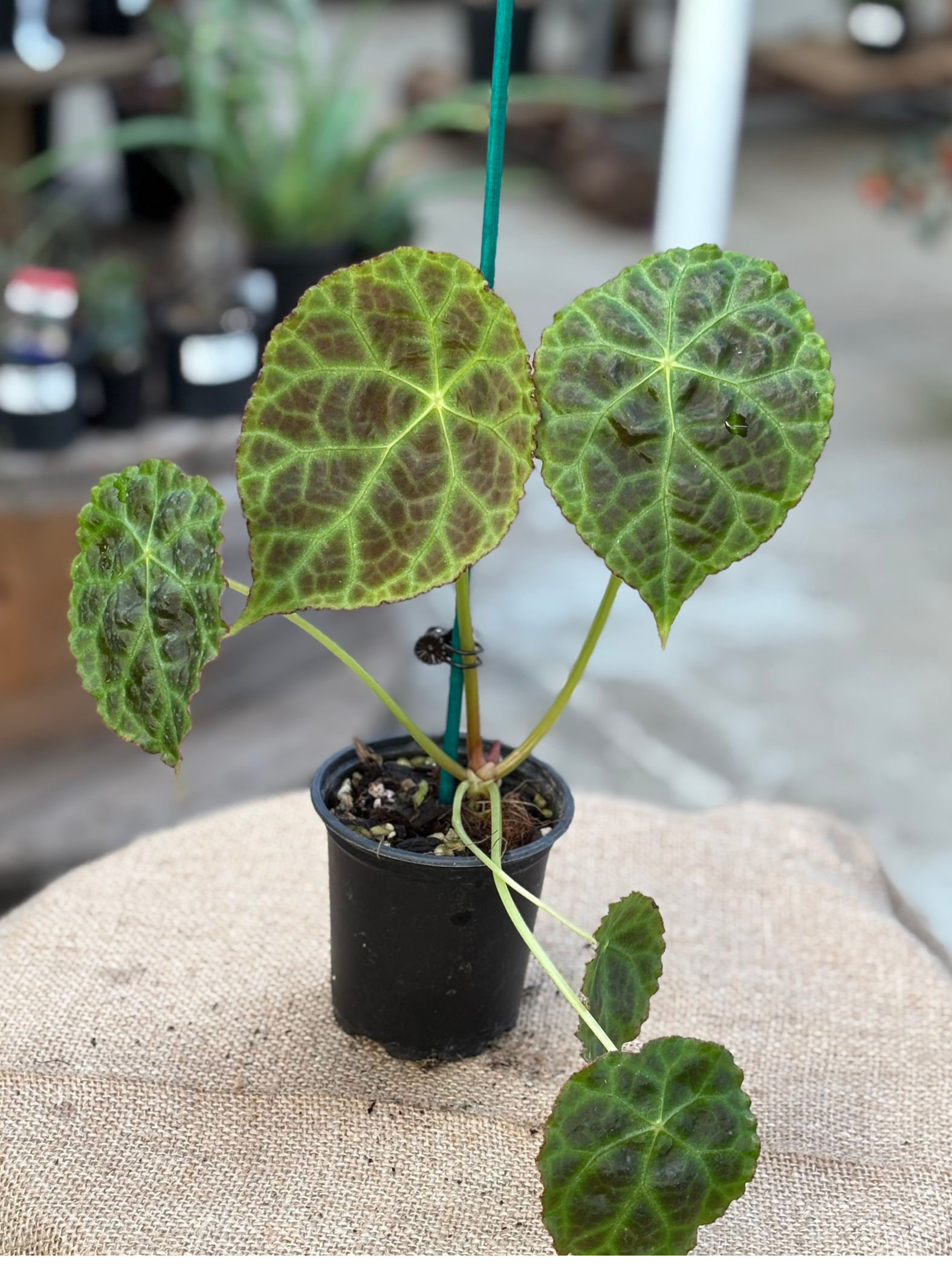 Begonia goegoensis in 10 cm pot