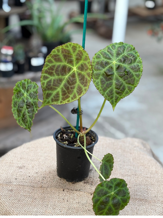 Begonia goegoensis in 10 cm pot