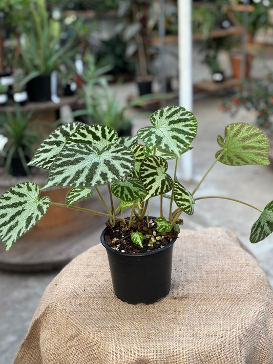 Begonia imperialis in 10 cm pot