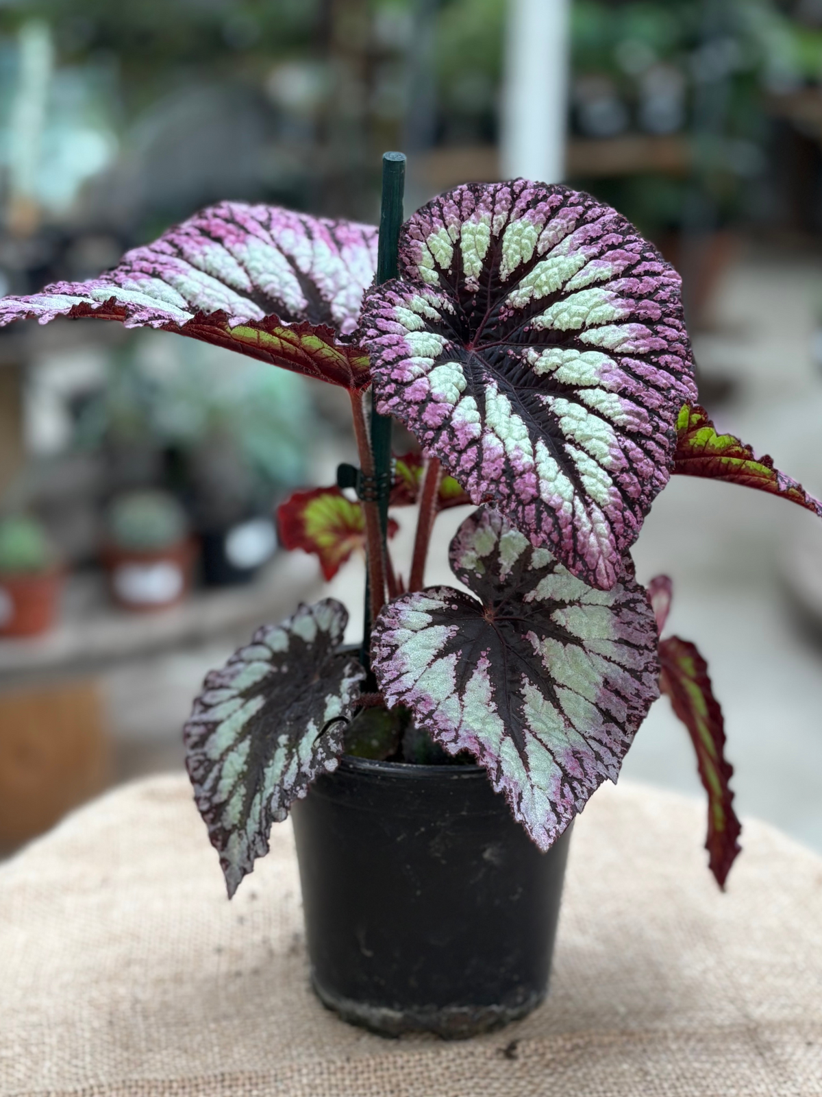 Begonia rex 'Fireworks' in 10 cm pot – Rasmussen Gardens