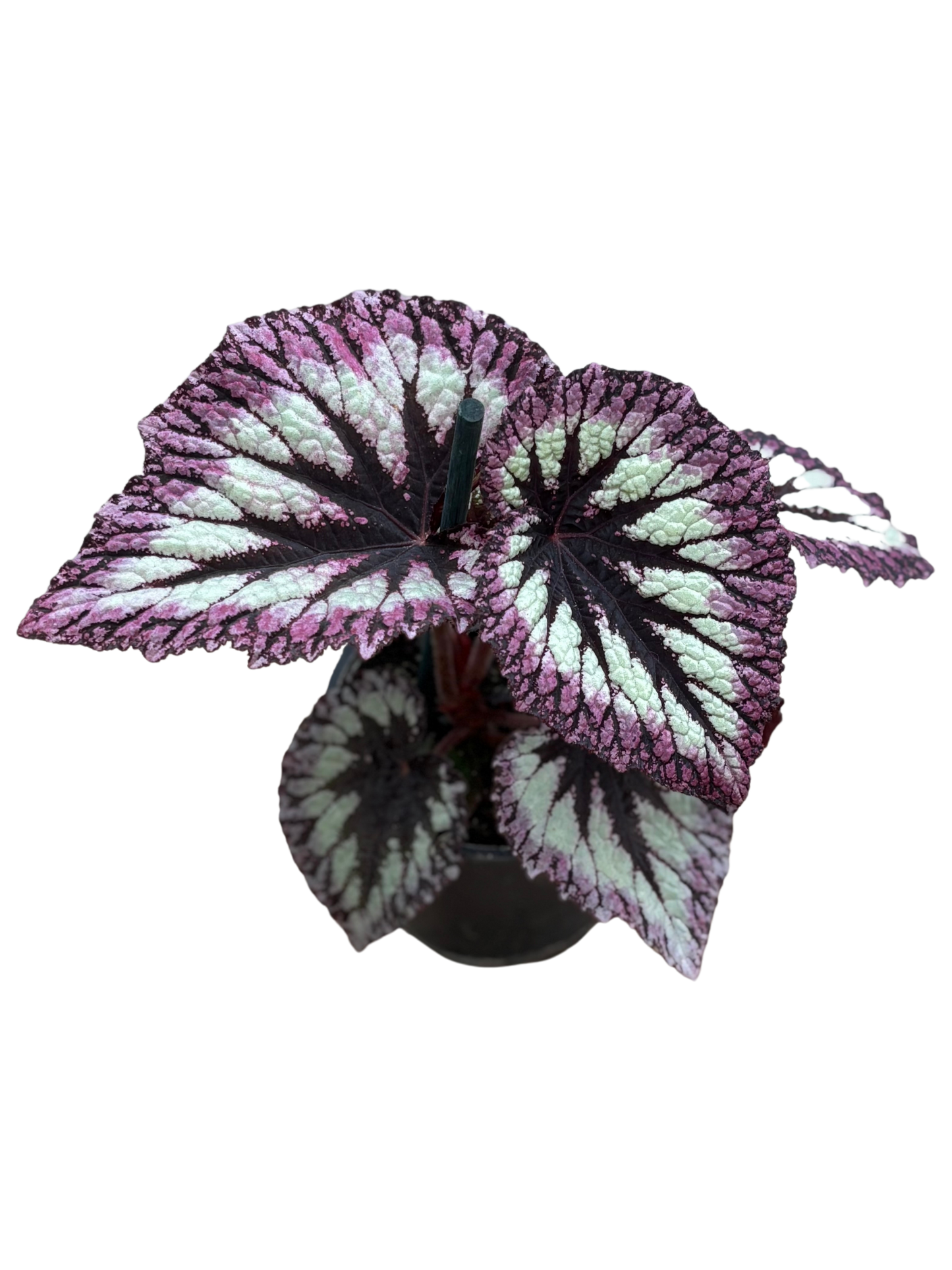 Begonia_rex_Fireworks_in_10_cm_pot