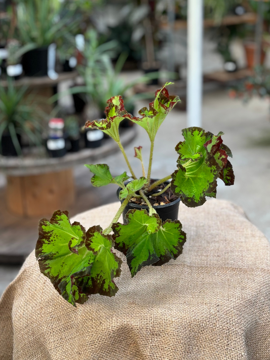 Begonia rex 'Jive' in 10 cm pot