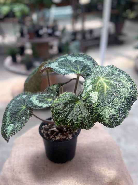 Begonia_sizemoreae_longiciliata_in_12_cm_pot