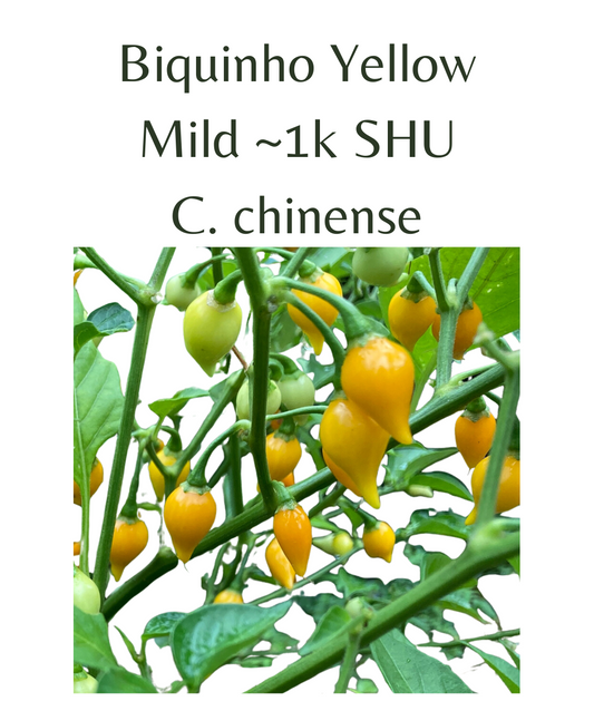 Biquinho Yellow Chilli Seeds (10 seeds) - Rasmussen Gardens