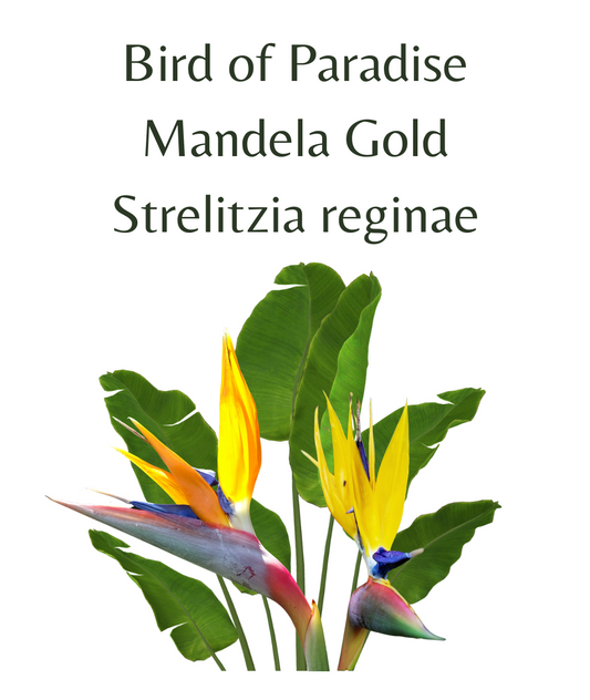 Bird of Paradise - Mandela Gold (Strelitzia reginae) 6 seeds