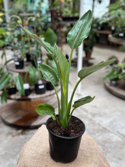 Bird_of_Paradise_Mandela_Gold_Strelitzia_reginae_in_16_cm_Pot