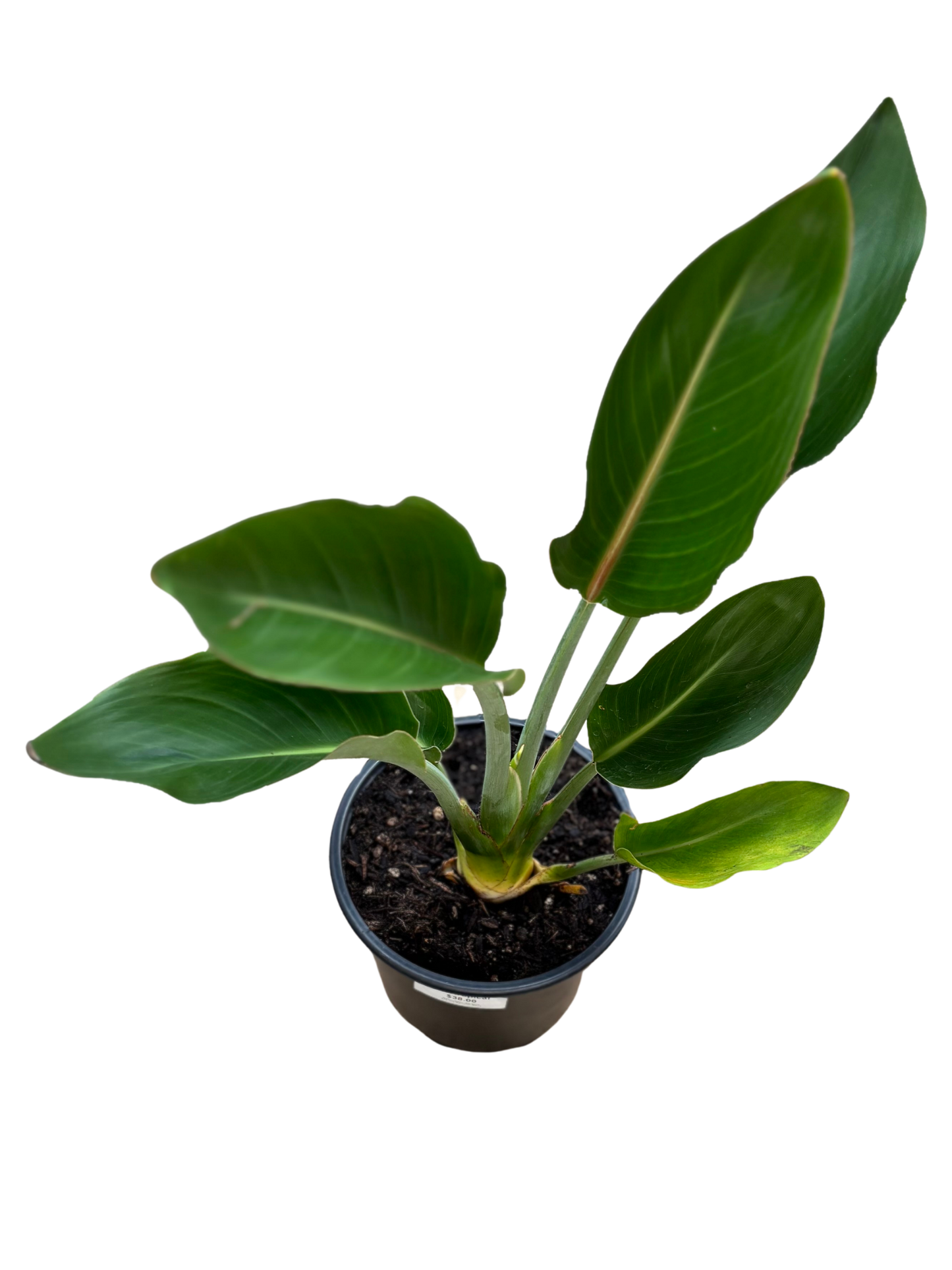 Bird_of_Paradise_Mandela_Gold_Strelitzia_reginae_in_16_cm_Pot