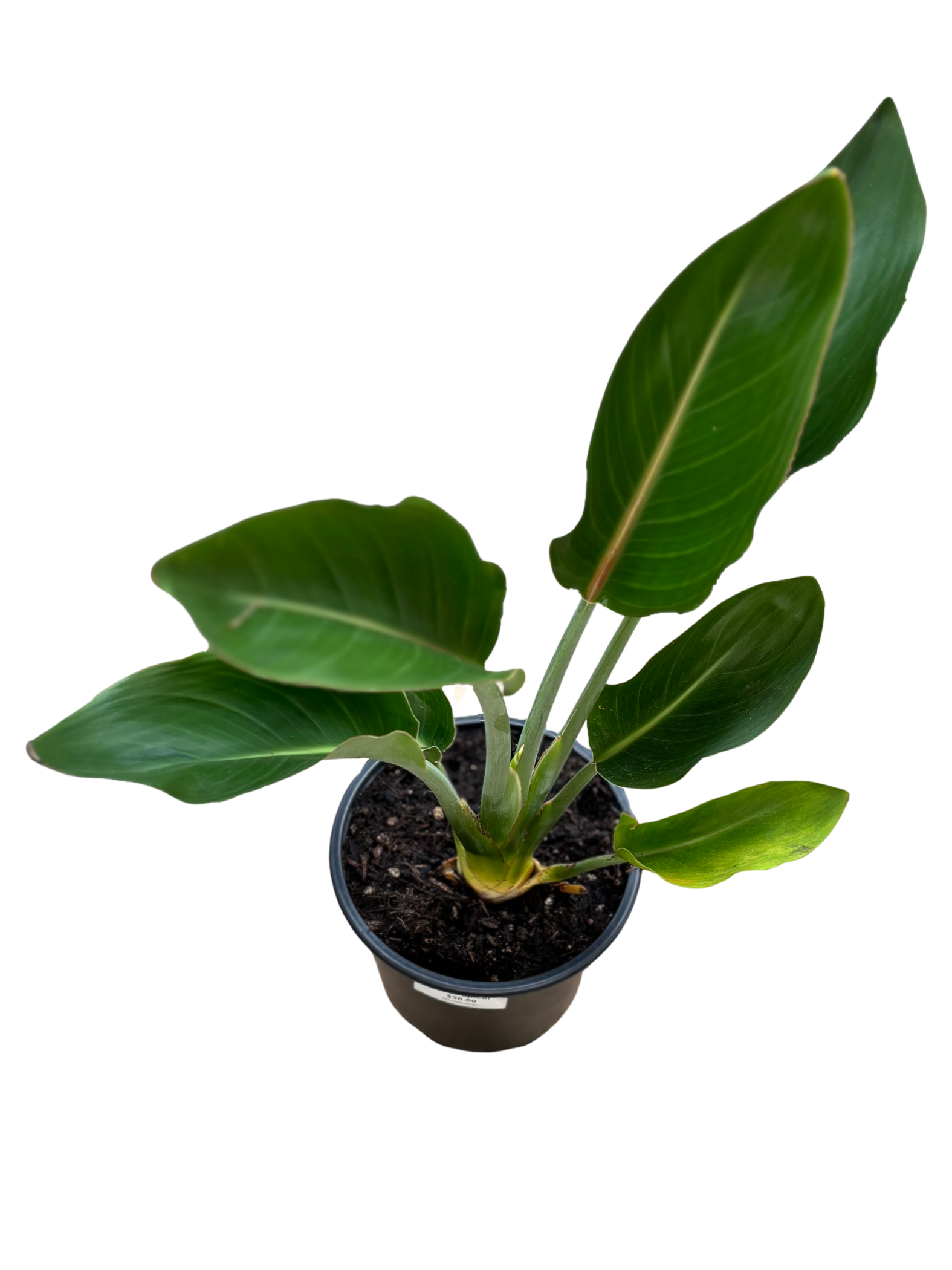 Bird_of_Paradise_Mandela_Gold_Strelitzia_reginae_in_16_cm_Pot