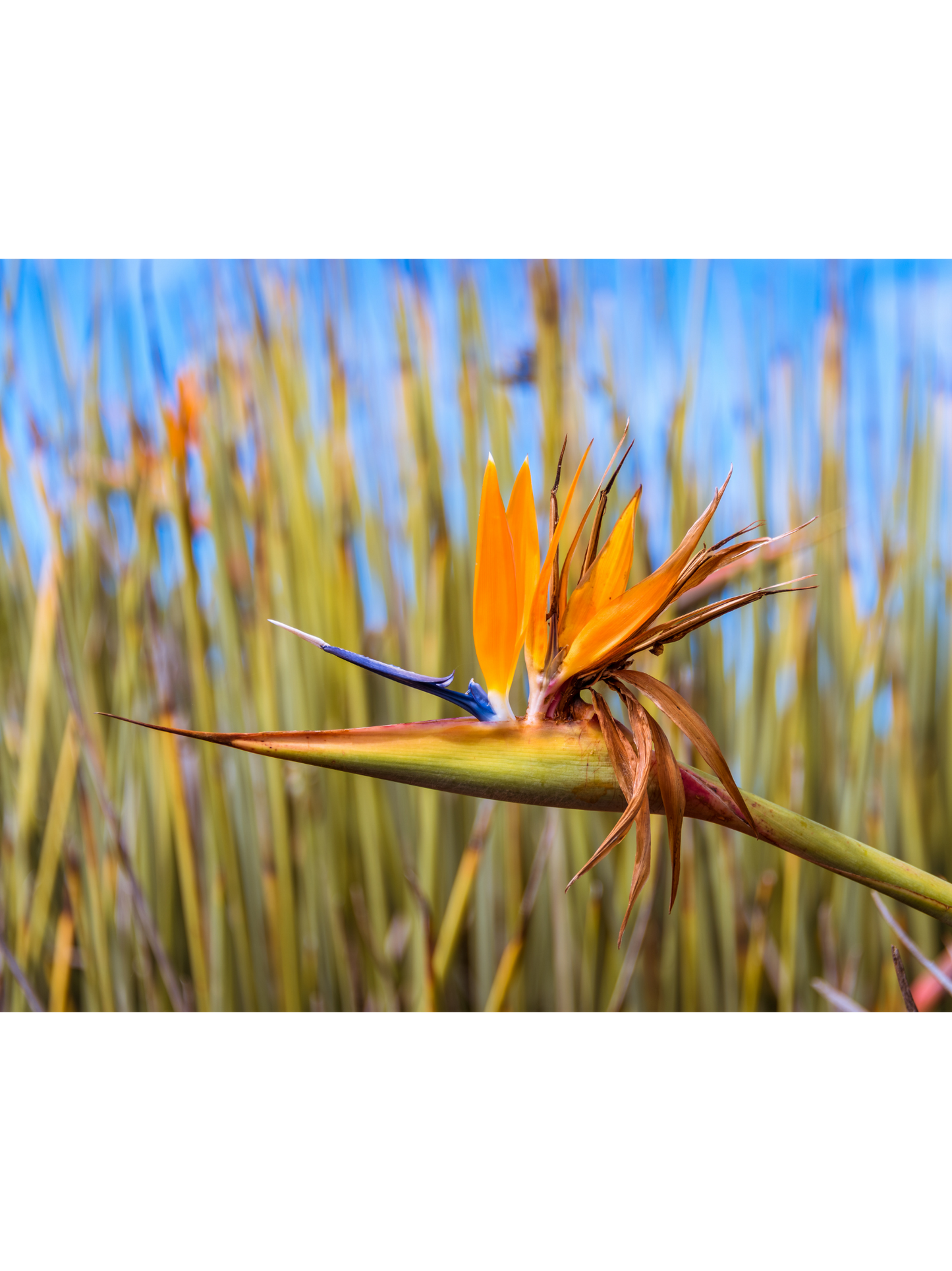 Bird_of_Paradise_Strelitzia_juncea_in_16_cm_Pot