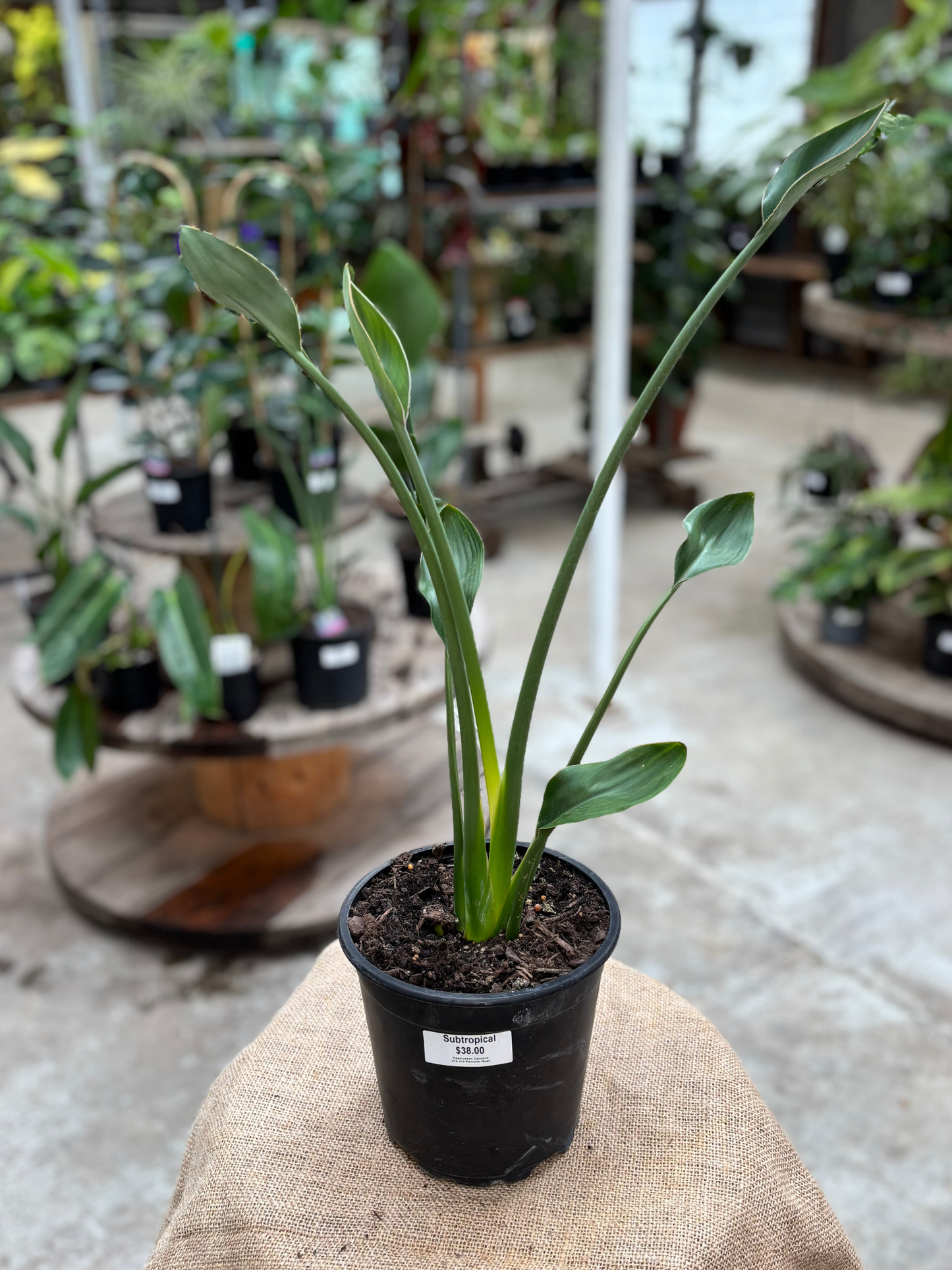 Bird_of_Paradise_Strelitzia_juncea_in_16_cm_Pot