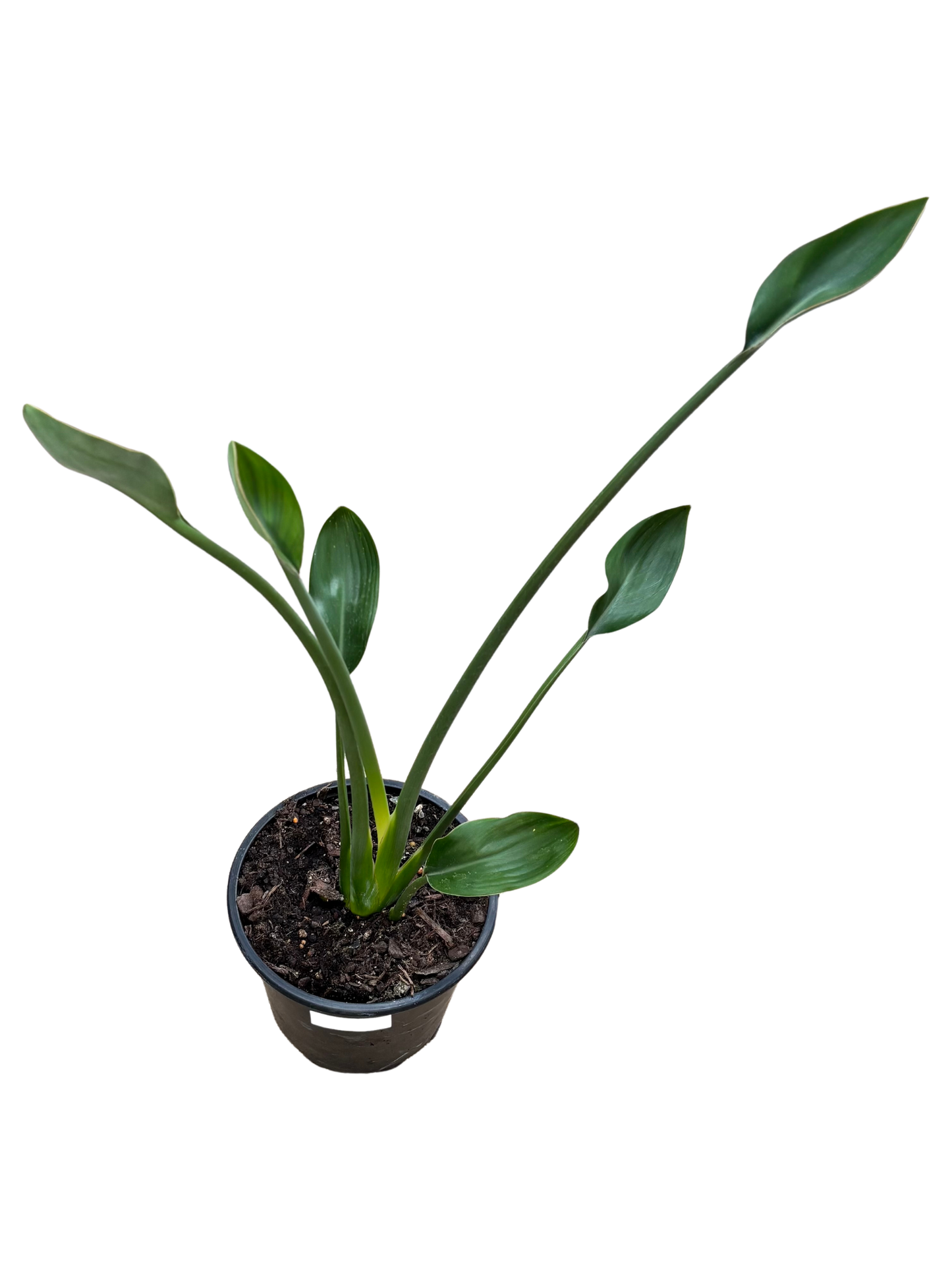 Bird_of_Paradise_Strelitzia_juncea_in_16_cm_Pot