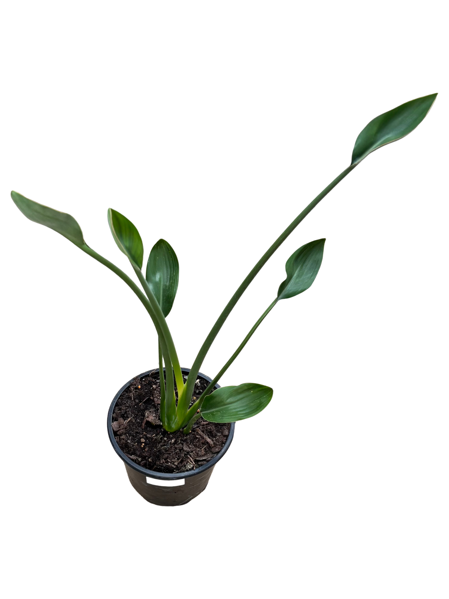 Bird_of_Paradise_Strelitzia_juncea_in_16_cm_Pot