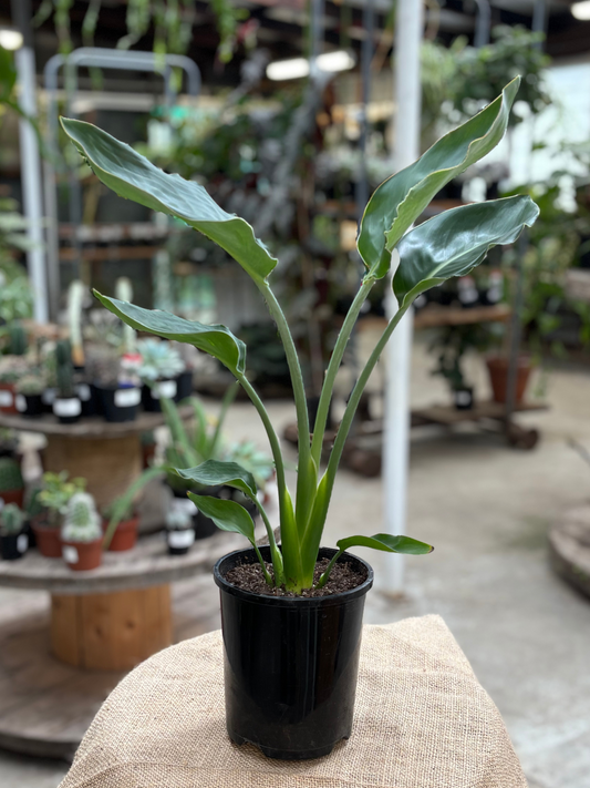 Bird_of_Paradise_Strelitzia_reginae_in_13_cm_Pot