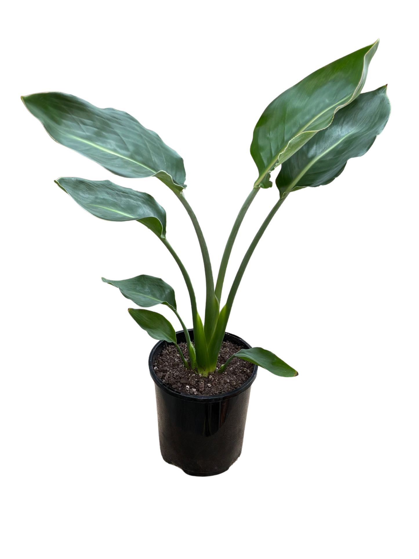 Bird_of_Paradise_Strelitzia_reginae_in_13_cm_Pot