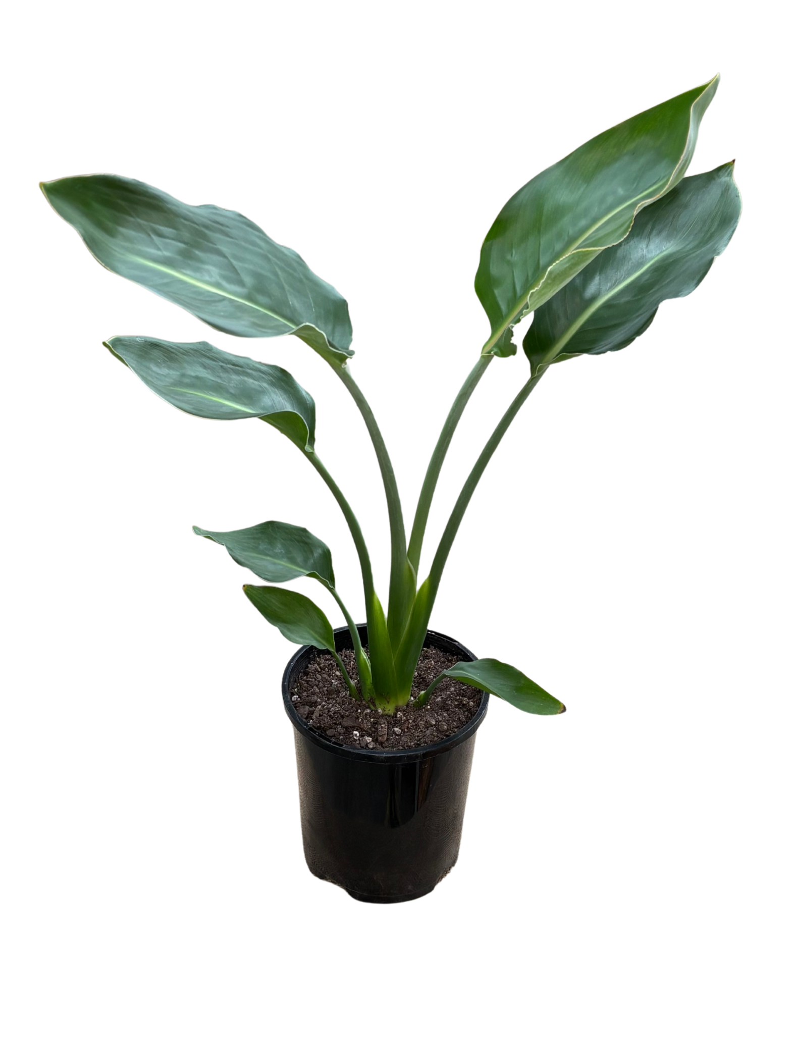 Bird_of_Paradise_Strelitzia_reginae_in_13_cm_Pot