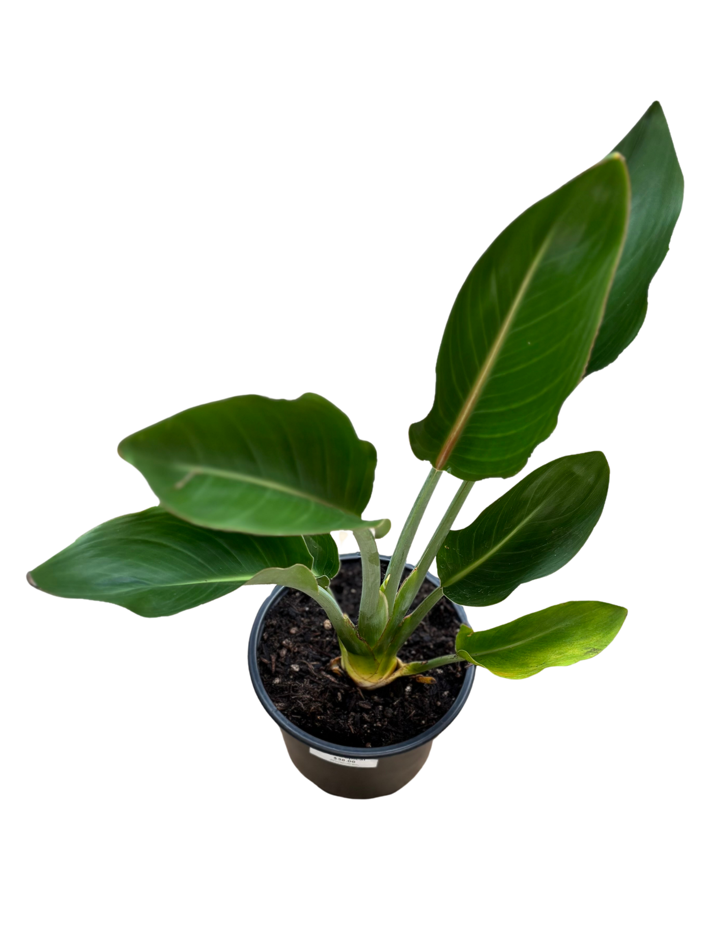 Bird_of_Paradise_Strelitzia_reginae_in_16_cm_Pot