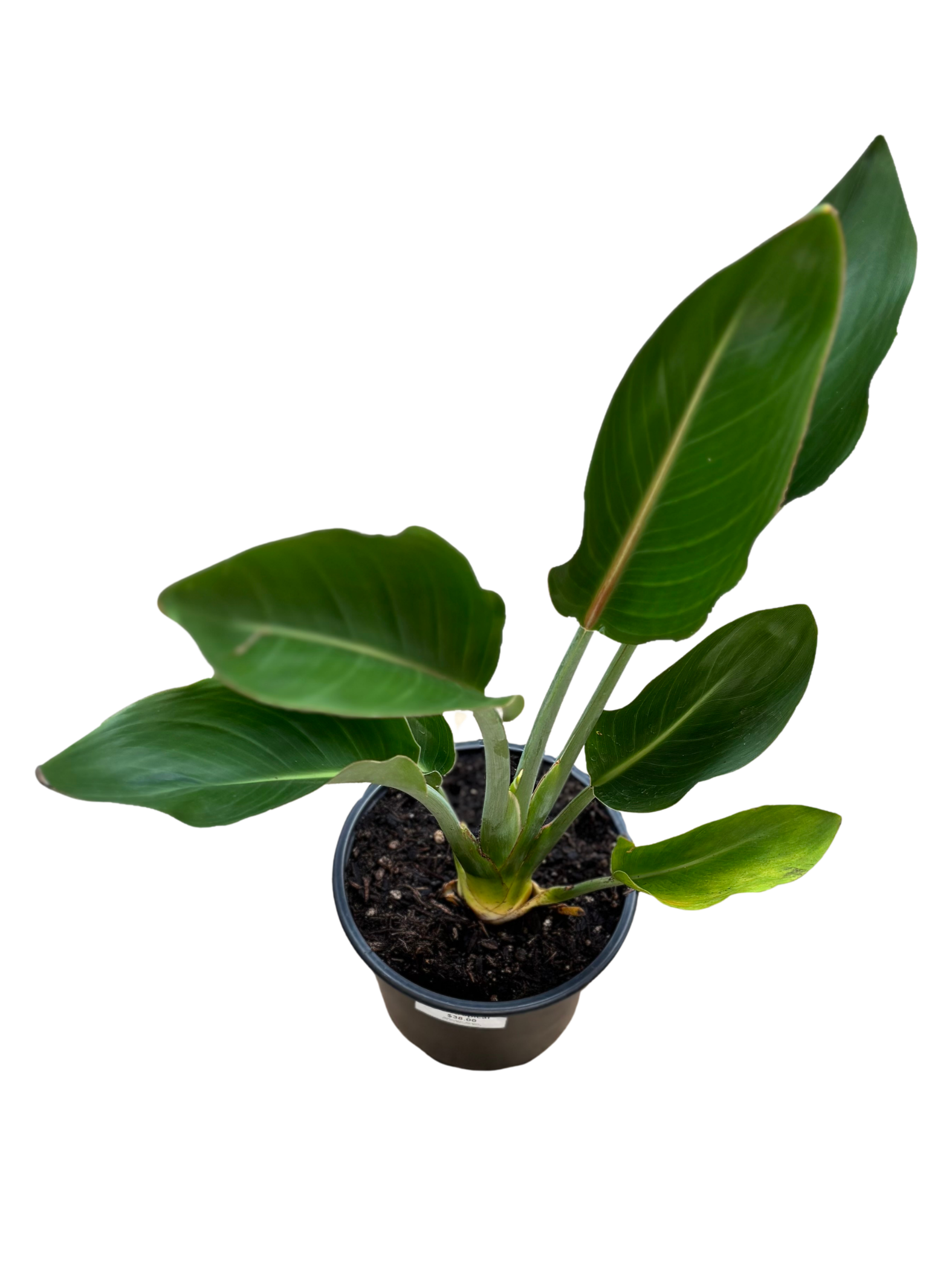 Bird_of_Paradise_Strelitzia_reginae_in_16_cm_Pot