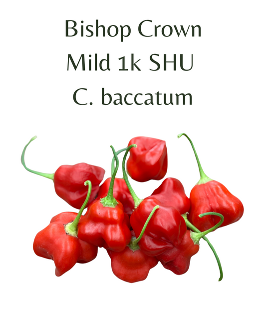 Bishop Crown Chilli Seeds (10 seeds) - Rasmussen Gardens