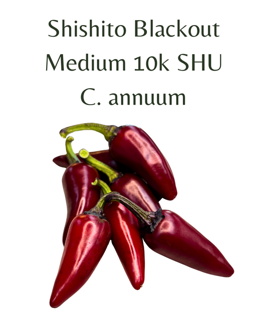 Blackout_Shishito_Chilli_Seeds_10_seeds