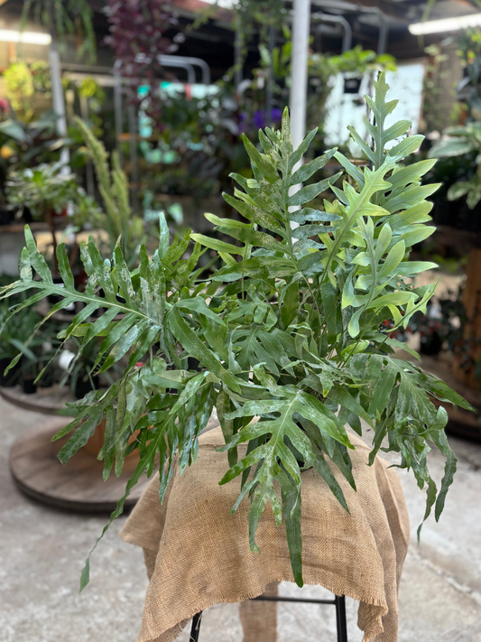 Phlebodium aureum ‘Blue Star’ plant in 14 cm pot