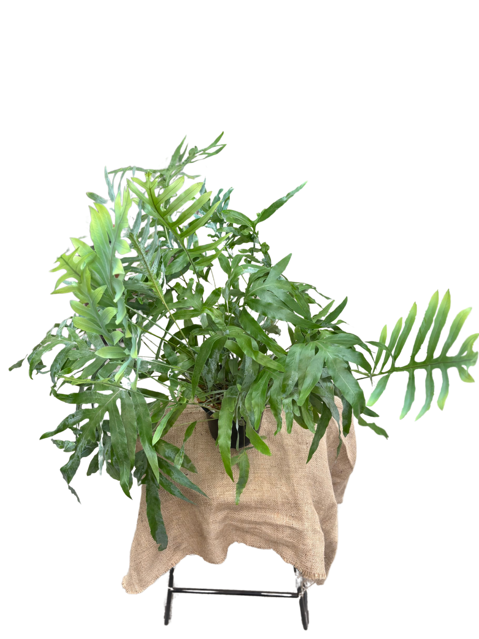 Phlebodium aureum ‘Blue Star’ plant in 14 cm pot