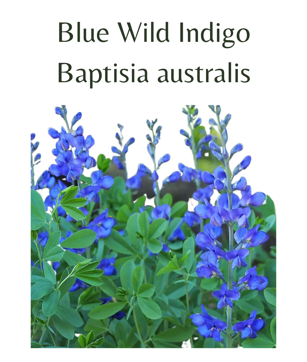 Blue_Wild_Indigo_-_Baptisia_australis_20_seeds