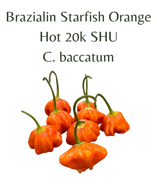 Brazilian_Starfish_Orange_Chilli_Seeds_10_seeds