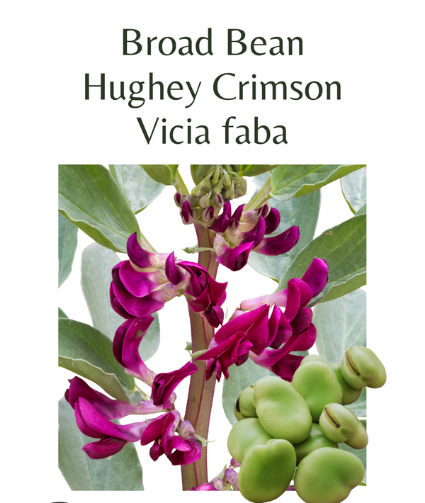 Broad Bean – Hughey Crimson (40 seeds) – Rasmussen Gardens