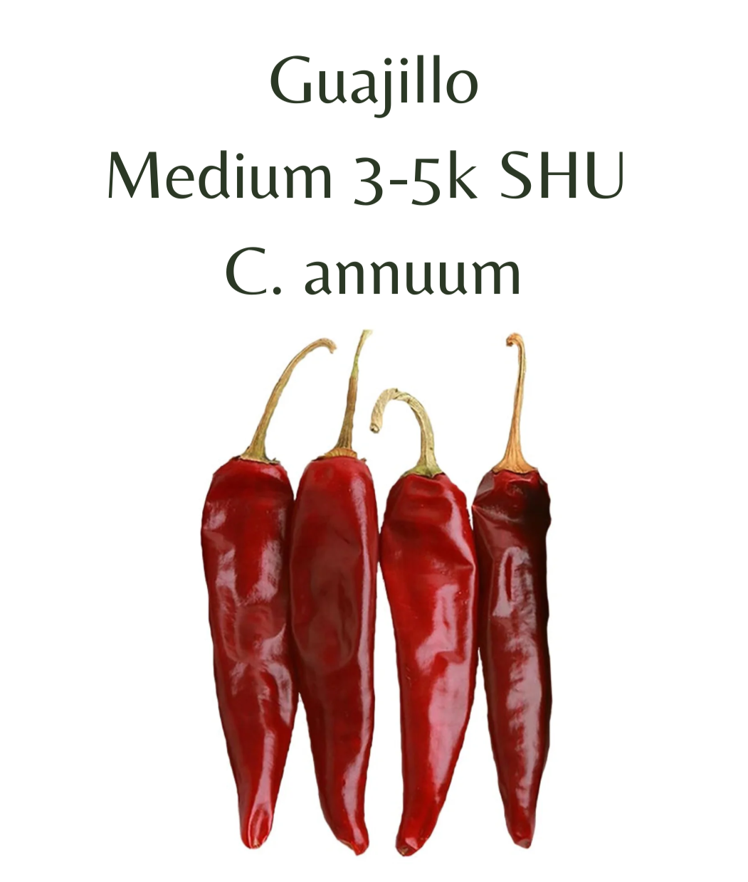 Guajillo Chilli Seeds (10 seeds) - Rasmussen Gardens