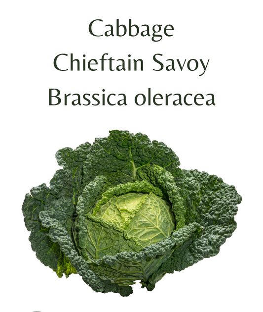 Cabbage_-_Chieftain_Savoy_150_seeds