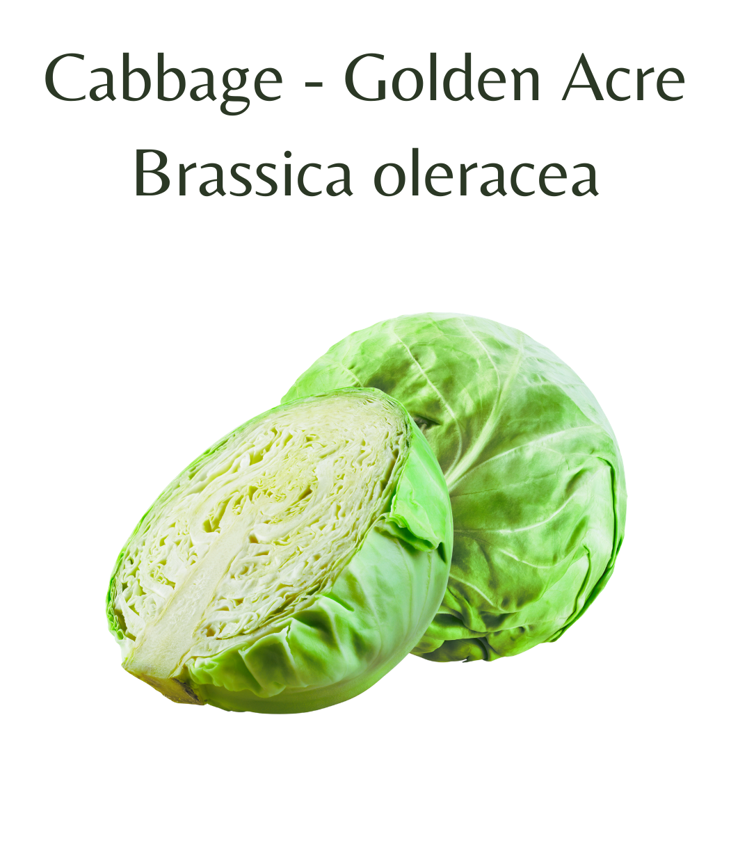 Cabbage_-_Golden_Acre_150_seeds
