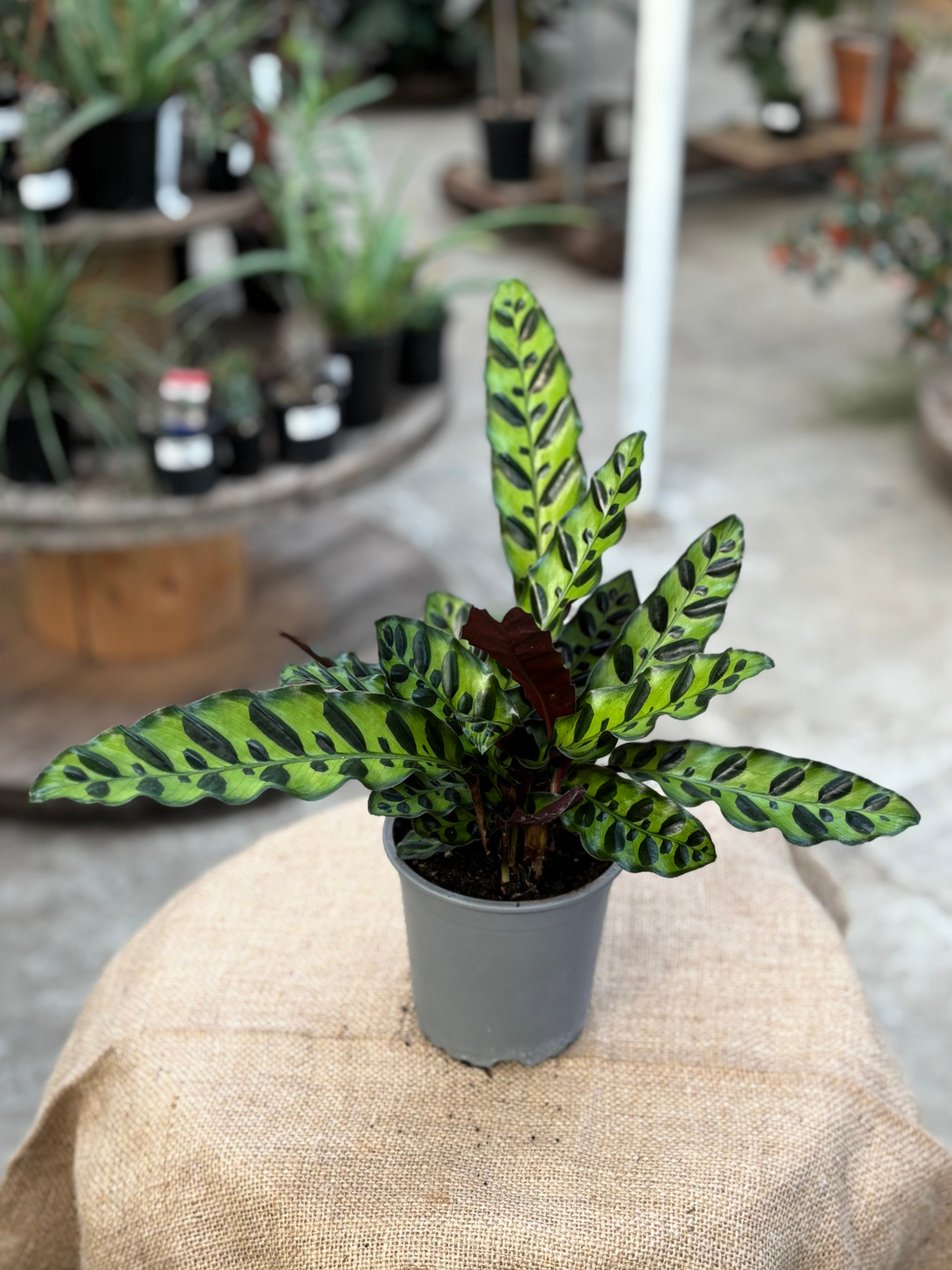 Calathea lancifolia 'Rattlesnake Plant’ in 12 cm pot