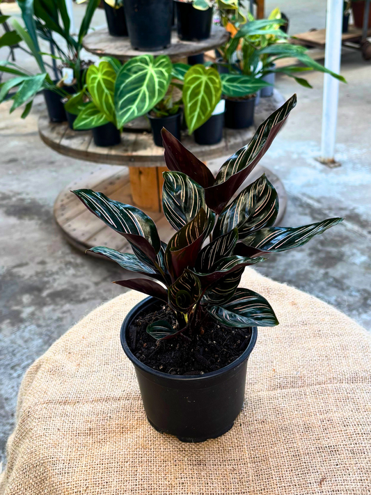 Calathea_ornata_Peacock_Plant_in_12_cm_pot