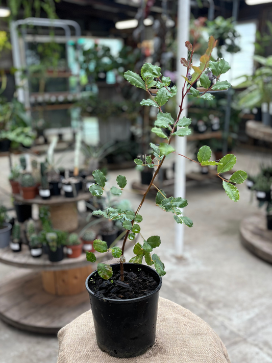 Carob_Tree_in_15cm_pot