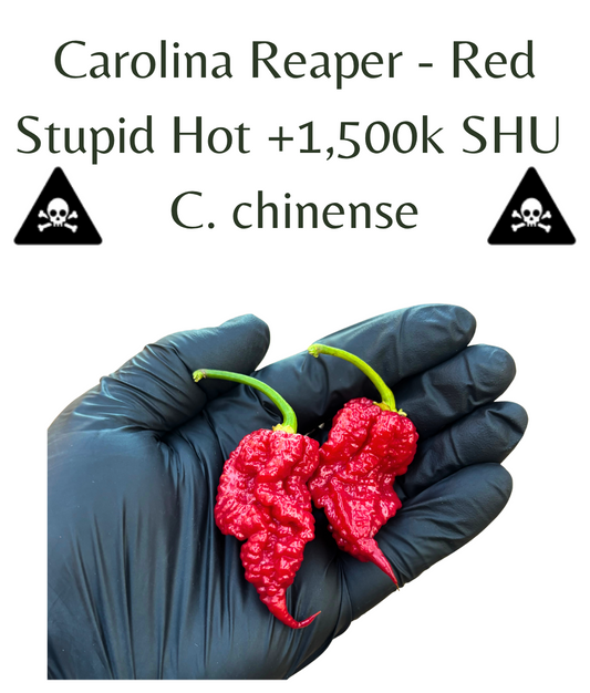 Carolina_Reaper_-_Red_Chilli_Plant_in_4_pot