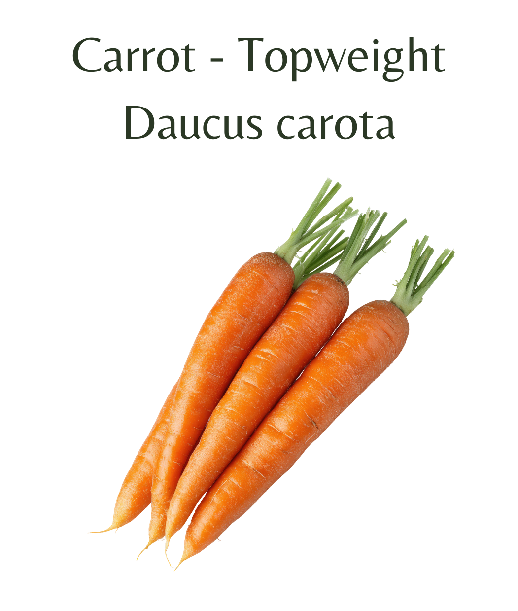Carrot_-_Topweight_500_seeds