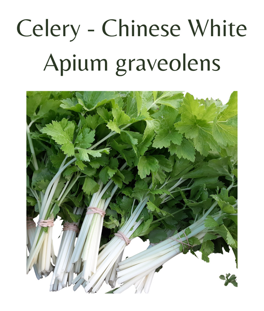 Celery_-_Chinese_White_150_seeds