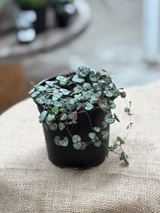 Ceropegia_woodii_Chain_of_Hearts_in_12_cm_pot