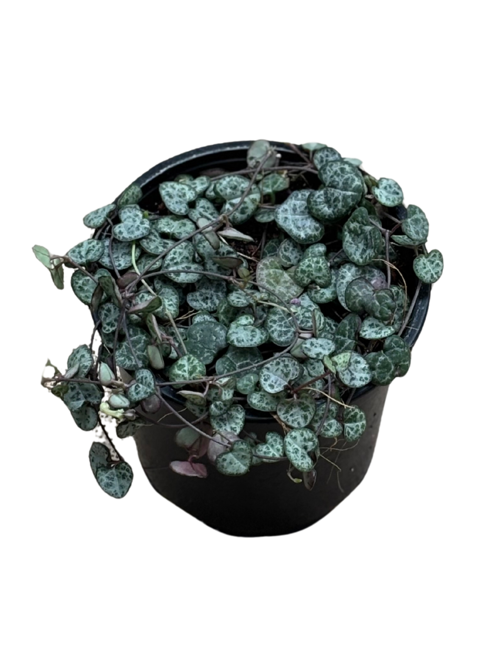 Ceropegia_woodii_Chain_of_Hearts_in_12_cm_pot