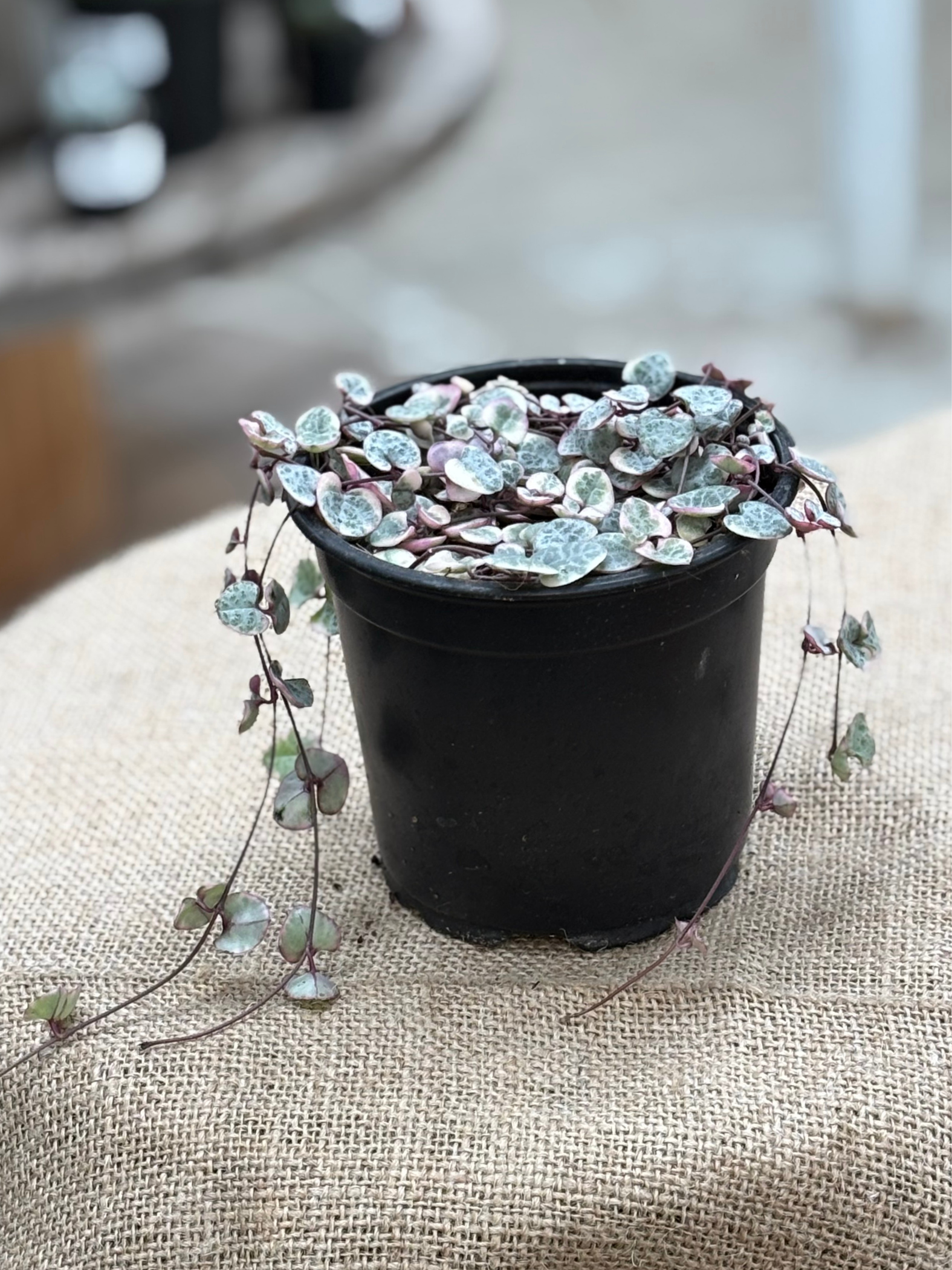 Ceropegia_woodii_Variegated_Chain_of_Hearts_in_12_cm_pot